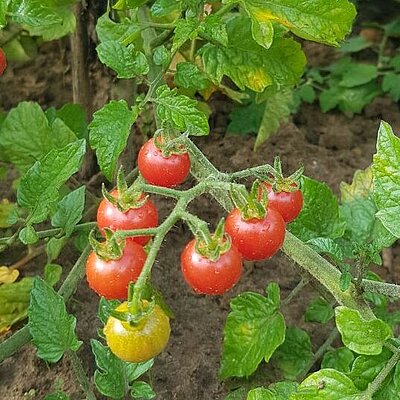 Wildtomate Rote Murmel