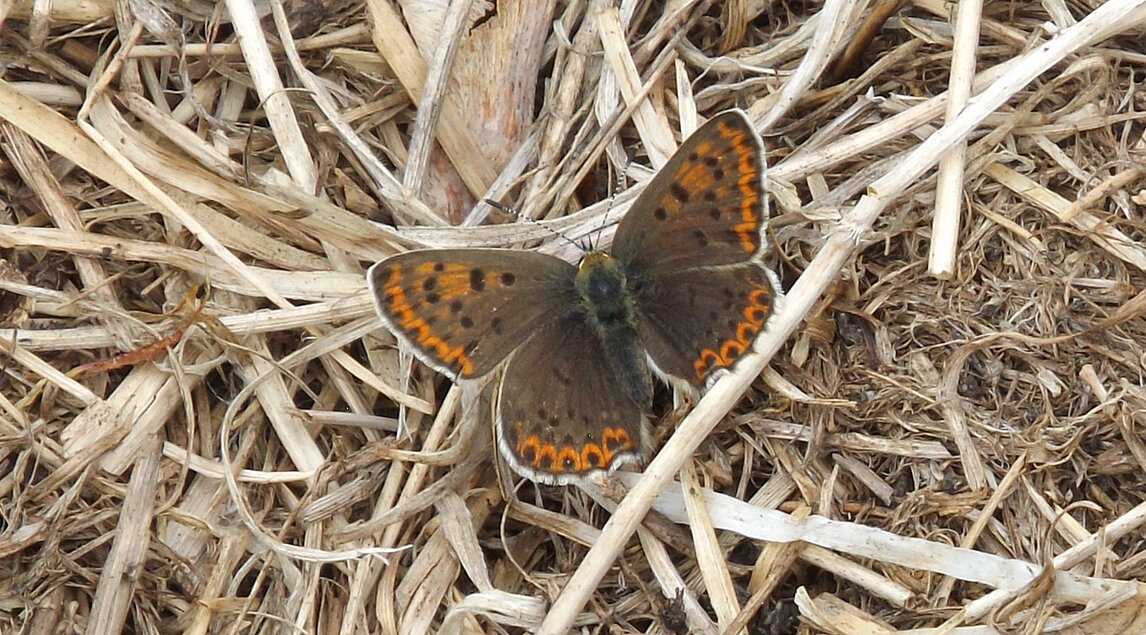 Schmetterling bei Anek in der Altmark (Mitte Mai)