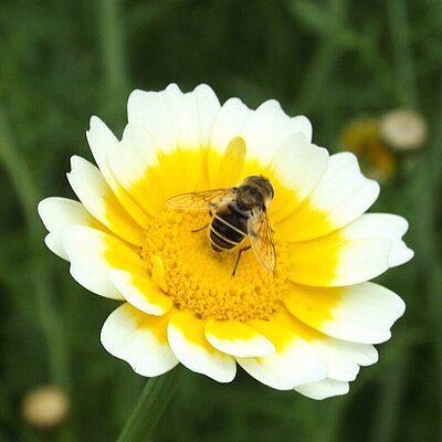 Speisechrysantheme