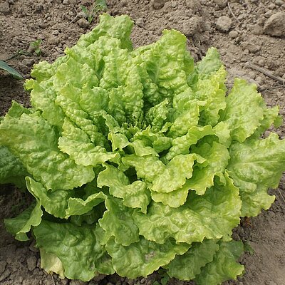 Kopfsalat Rheingold