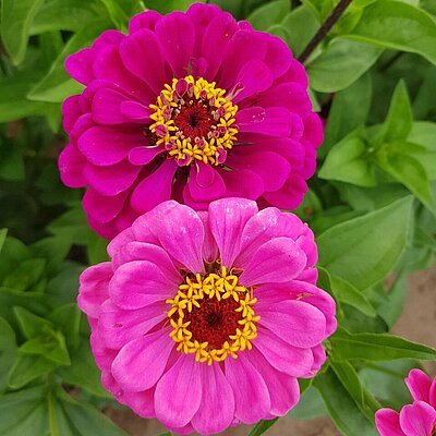 Zinnie Prachtmischung