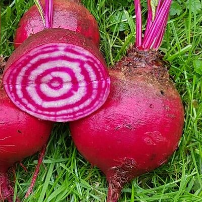 Rote Bete Tonda di Chioggia