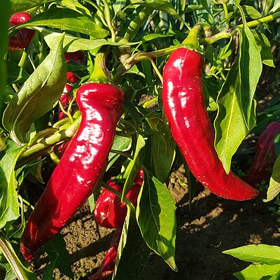 Gewürzpaprika Szegediner