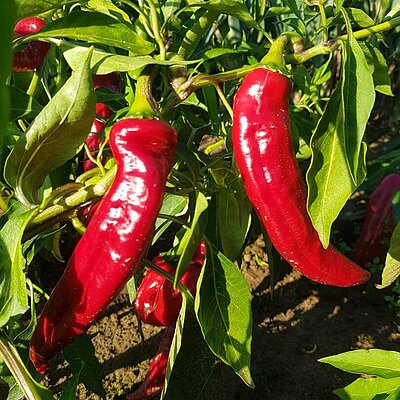 Gewürzpaprika Szegediner