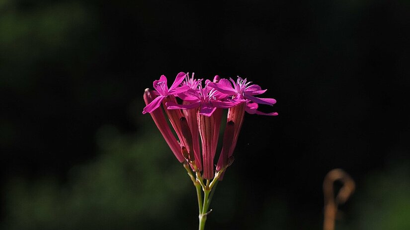 Nelkenleimkraut - Silene armeria