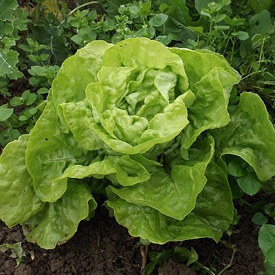 Kopfsalat Rheingold