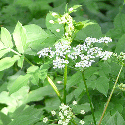 Aromatischer Kälberkopf