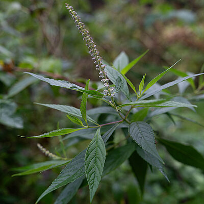 Chinesischer Gewürzstrauch