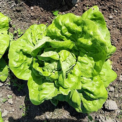 Kopfsalat Kagraner Sommer