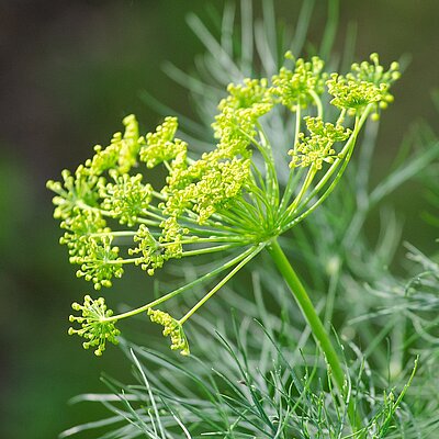 Dill
