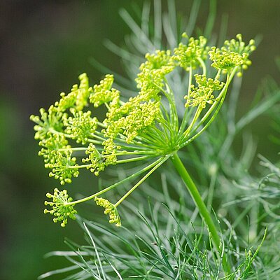 Dill