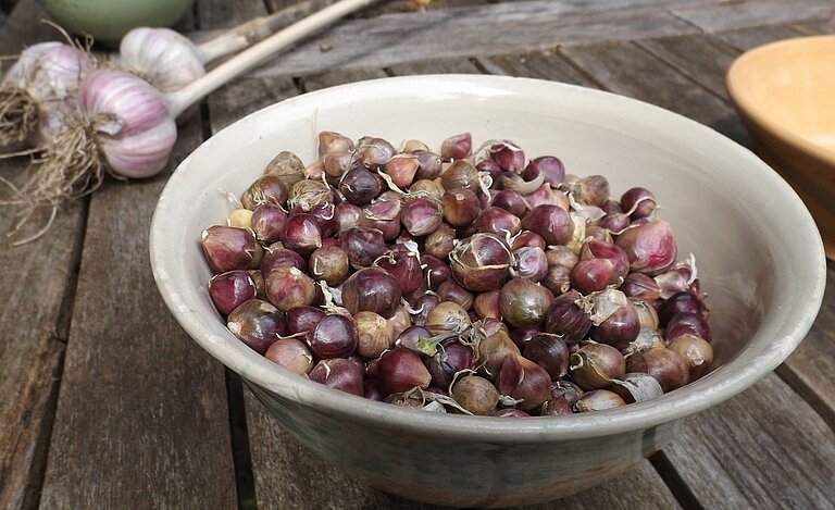 Knoblauch Bulbillen