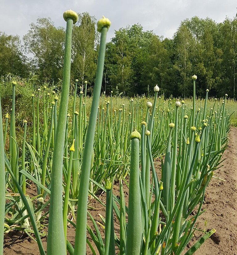 Tag des offenen Hofes in Raestrup