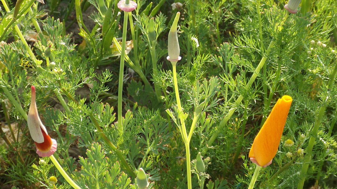 Goldmohn - Eschscholzia californica