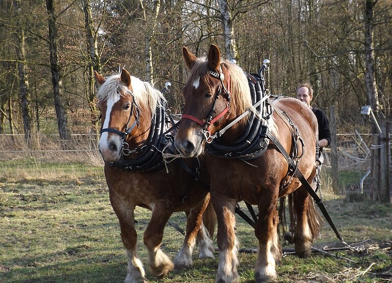 Beiträge