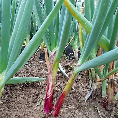 Lauchzwiebel Lange Rote