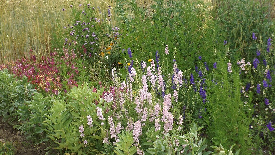 Auf meiner Fläche entsteht ganz natürlich ein Schaugarten unserer Sorten Auf meiner Fläche entsteht ganz natürlich ein Schaugarten unserer Sorten