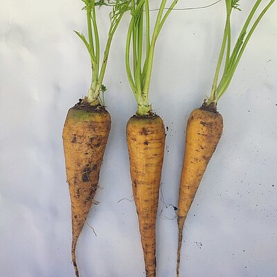 Möhre Ljubljansko Rumeno