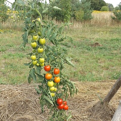 Tomate Salat Dorenia