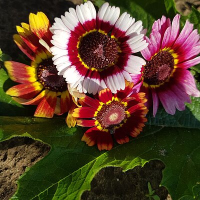 Bunte Wucherblume