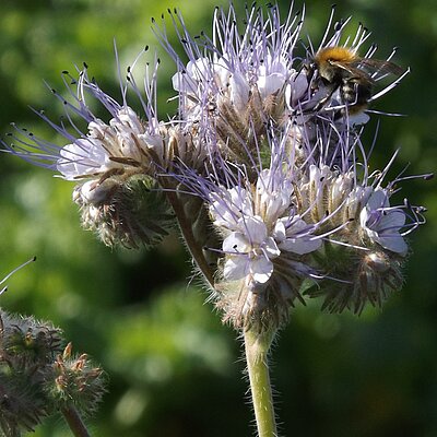 Phacelia