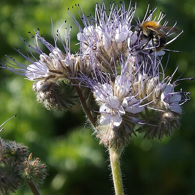 Phacelia