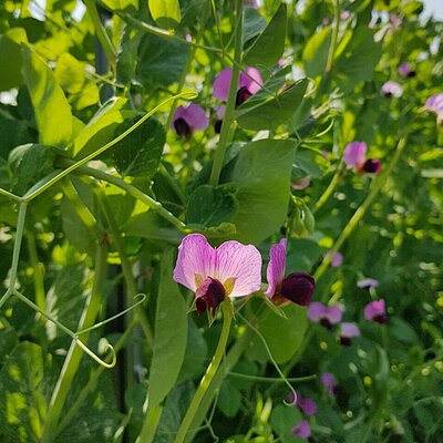 Zuckererbse Weggiser Kefe