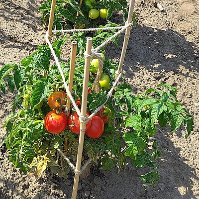 Salattomate - Rotkäppchen