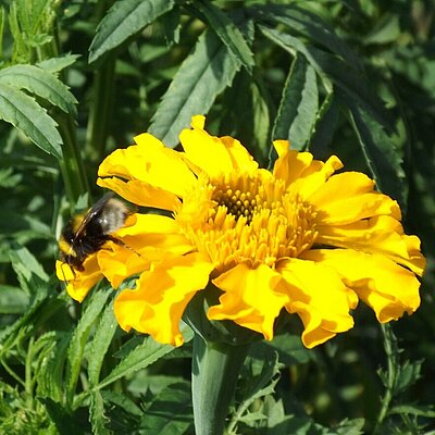 Tagetes