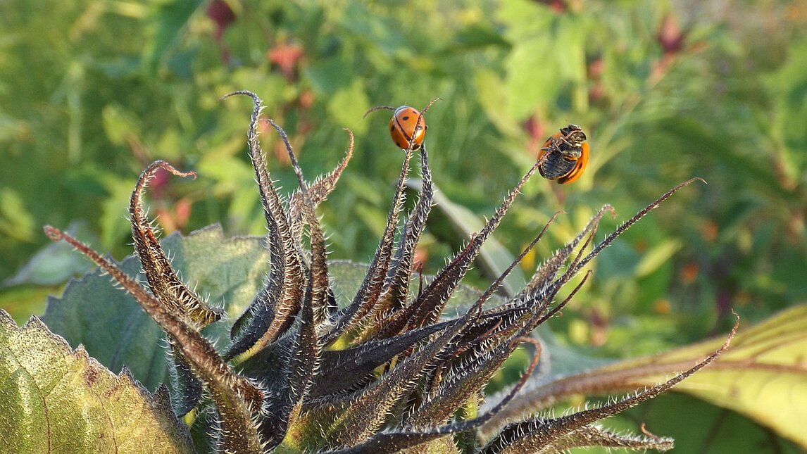 Sonnenblume - Helianthus annuus
