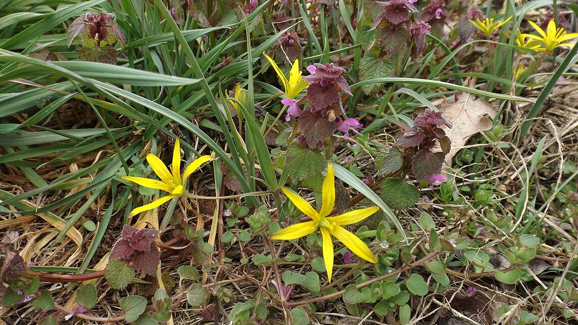Frühblüher (unbekannt) bei Anek