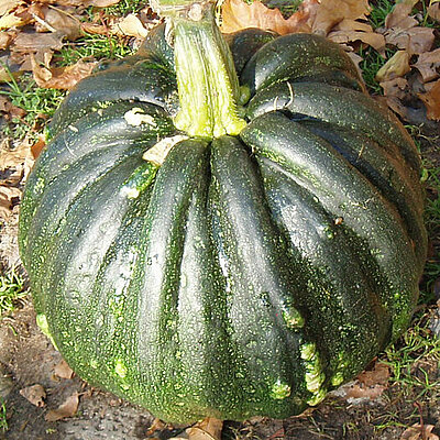 Portugiesischer Warzenkürbis