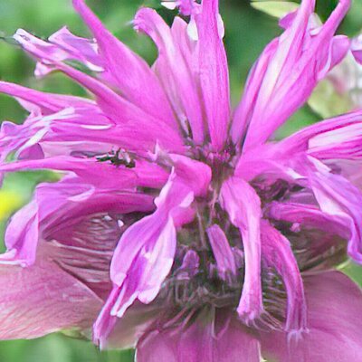 Monarde Mischung