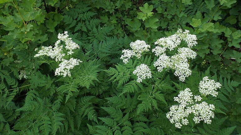 "Heimische Zaubergärten" - 25. Messe für Garten- und Balkonbesitzende