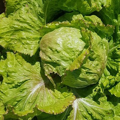 Eissalat Laibacher Eis