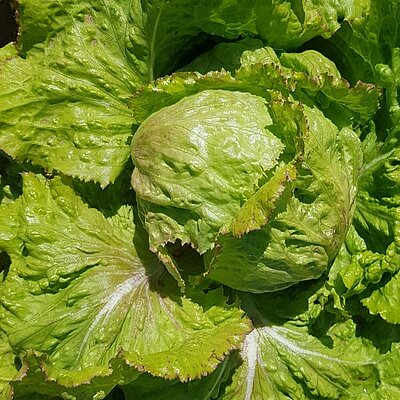 Eissalat Laibacher Eis