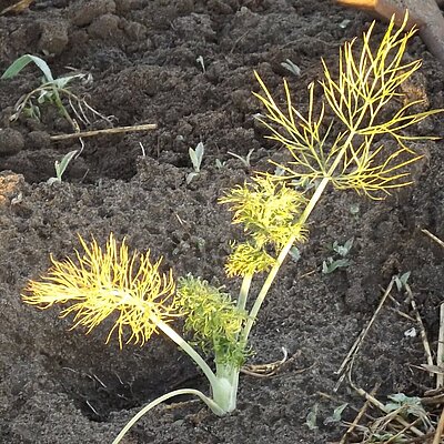 Knollenfenchel Fino