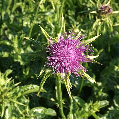 Mariendistel