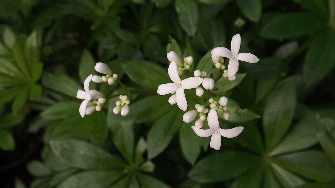 Waldmeister - Galium odoratum