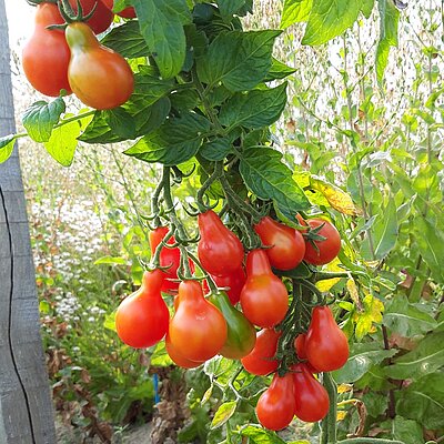 Cocktailtomate Sibirisches Birnchen