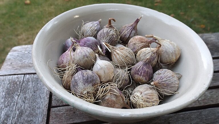 Knoblauch Rundlinge