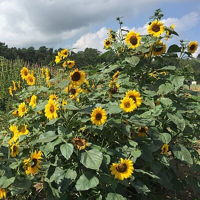 Sonnenblume Paccino