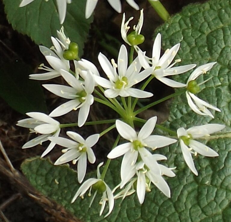 Bärlauchblüte über Königskerzenblatt Bärlauchblüte über Königskerzenblatt