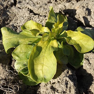 Feldsalat Dierbacher
