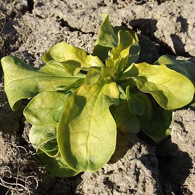 Feldsalat Dierbacher