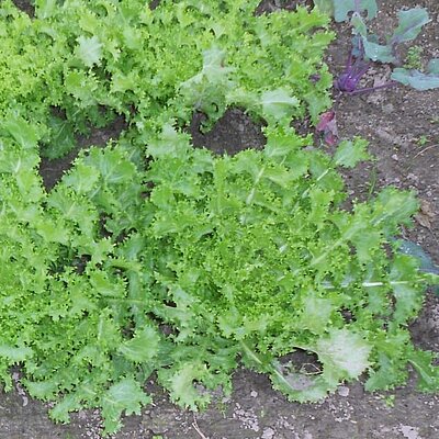 Endivie Frisée grosse Pancalière
