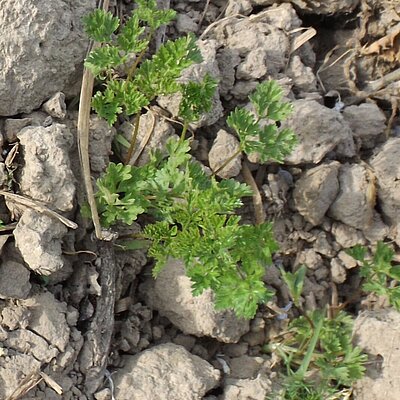 Kerbel Extra Zarter Mooskrauser