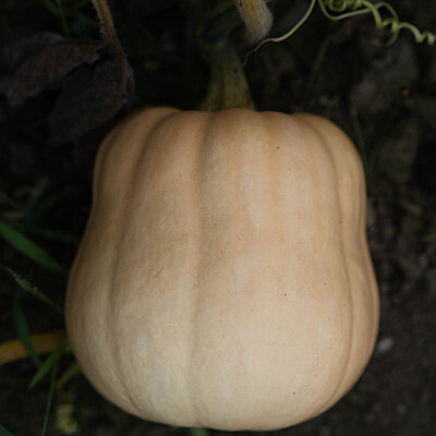 Kürbis Moschata Mischung