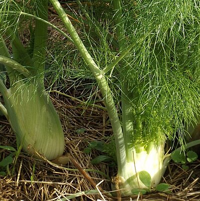 Knollenfenchel Fino