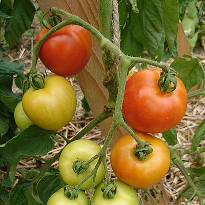 Salattomate Matina